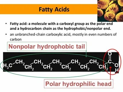 What is Lipid Lipids: insoluble in water, but soluble in org