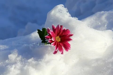 Снежный цветок в который воткнут цветок Обои на рабочий стол
