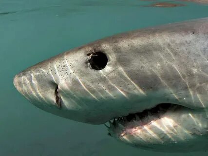 12 Adaptations of the Great White Shark Always Learning!