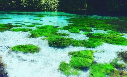 File:Bime jeshile 50 metra poshte syrit te kalter.jpg - Wiki