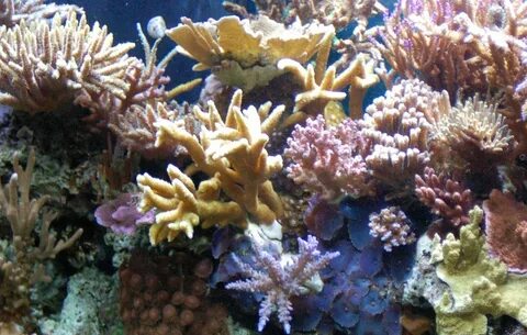 Photo #1 - Corals -Sps, Lps, - Various - Zoo's, Acan.