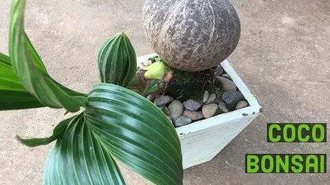 How to Do Coconut Bonsai - YouTube