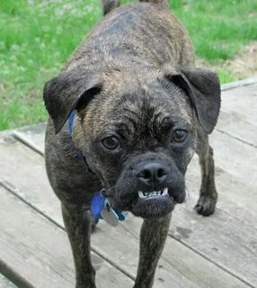 This isn't Donnie...I swear! It's another pug boxer mix! Pug