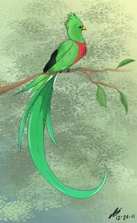 Quetzal Bird Drawing