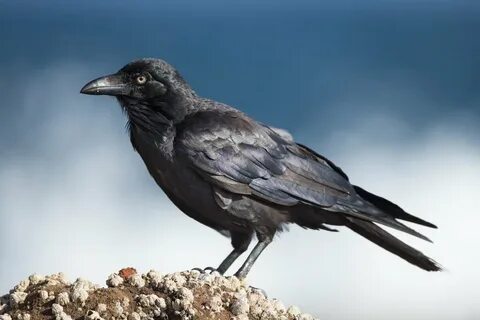 Почему ворон - самая умная птица в мире МИР НАУКИ: интересно