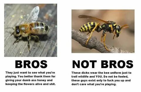 Fucking wasps Bee, Dumb and dumber, Bees and wasps