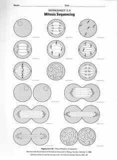 Meiosis Worksheet Answer Key : Comparing Mitosis & Meiosis