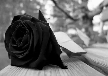 Черная роза картинки - 74 фото - картинки и рисунки: скачать