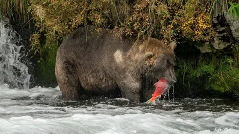 Самого толстого медведя выбрали на Аляске: 07 октября 2021, 