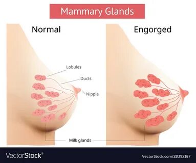Mammary gland non-lactating and engorged breast vector image on VectorStock...