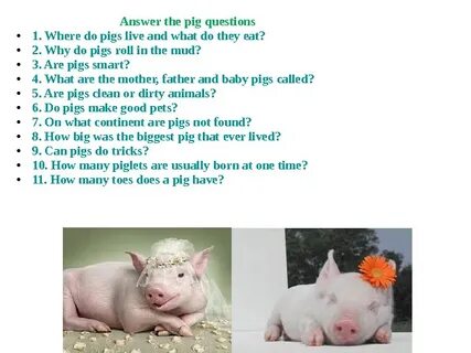 Презентация pig.2ppt