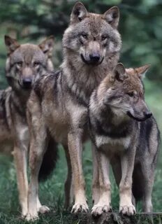 Love For Wolves Wolf dog, Animals wild, Dogs