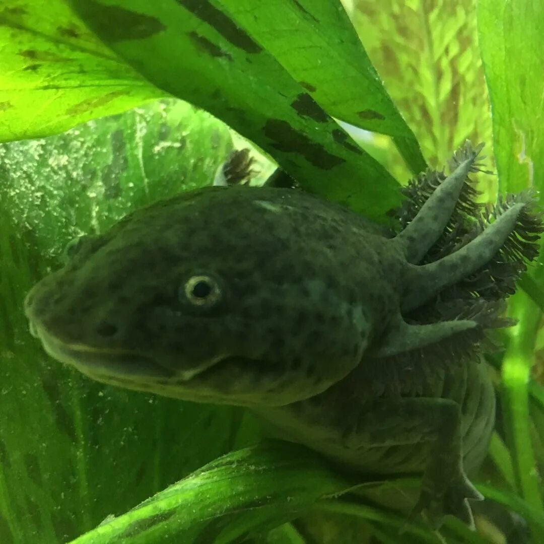 Axolotl black dota фото 77