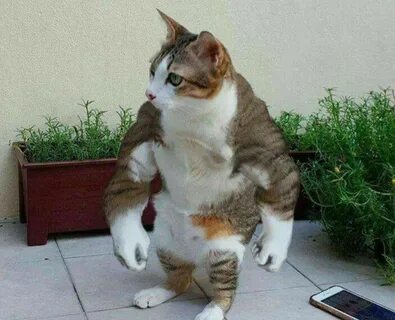 Buffed cat Funny cat pictures, Cute animals, Cute cats