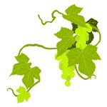 Clipart Vine Leaf - Isolasi