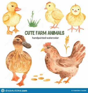 Cute Farm Animals Duck, Duckling, Chik, Chicken Watercolor S