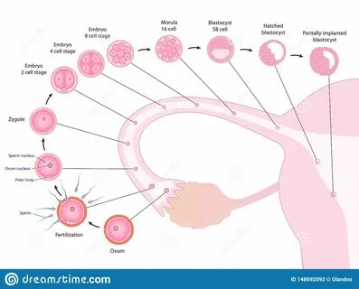 Early Human Development In Oviduct Stock Vector - Illustration of ovulation, medicine: 148692...