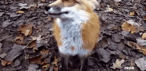 Cute Red Fox GIFs Tenor