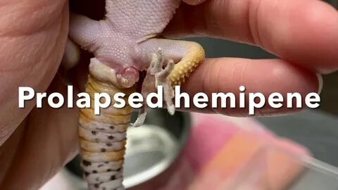 Prolapsed hemipene in a leopard gecko is carefully replaced 