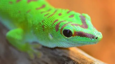 What Do Geckos Eat?