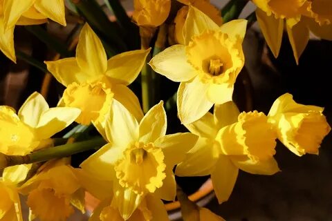 Download free photo of Flower,flora,nature,yellow,daffodils 