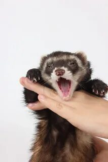 Basic Ferret Facts: The Ultimate Beginner's Guide - The Mode
