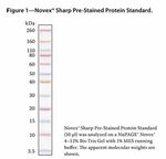 Invitrogen Benchmark Protein Ladder - Best Images Hight Qual