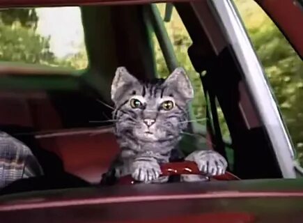 Saturday Night Live - "Toonces the Driving Cat" - Cinema Cat