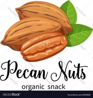Pecan nuts in cartoon style Royalty Free Vector Image