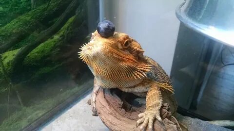 Can Bearded Dragons Eat Blueberries? Answered