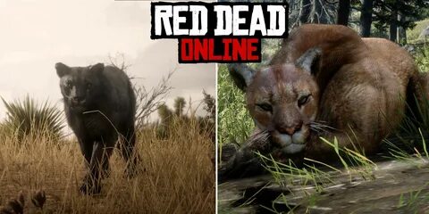 упоритост диктатор ускорение puma rdr2 location единадесет м