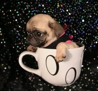 23 Miniature Pups In Cups Cute pugs, Teacup pug, Pug puppies