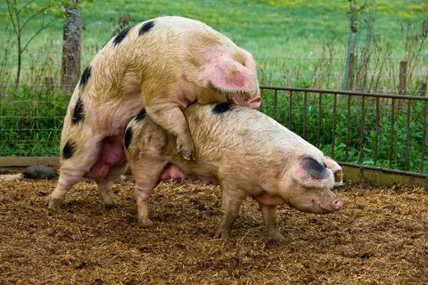 Pigs mating in the farmyard Pigs mating in the farmyard Flic