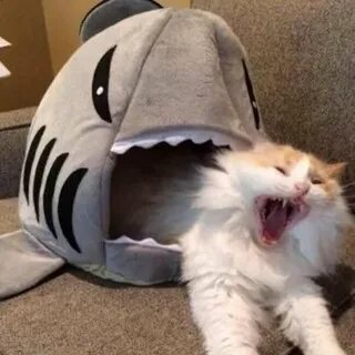 lll CAT-SHARK! lll (@Sea_Salt_Kitten) Twitter Tweets * TwiCo