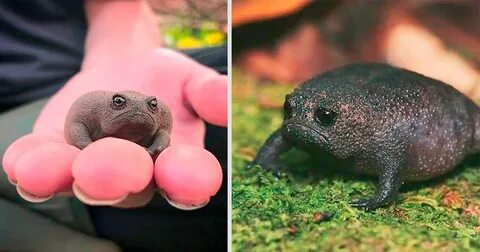 These African Frogs Look Like Angry Avocados And Make Adorab