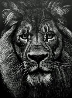 The King Male Lion SOLD Lion tattoo, Scratchboard drawings, 