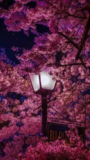 Sakura night #wallpaper #iphone #android #background #follow