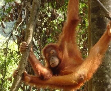 BUKIT LAWANG ADVENTURE: ORANG UTAN BUKIT LAWANG NORTH SUMATR