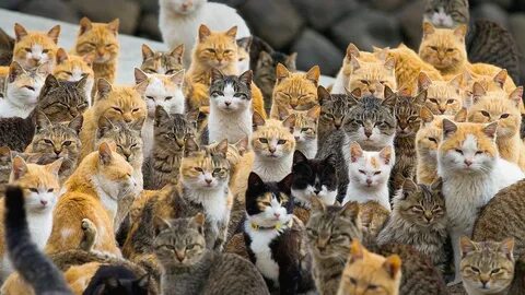 Скачать обои animals, japan, cat island, раздел кошки в разр