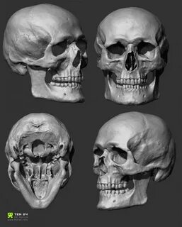 skull 3d scan Skull anatomy, Skull reference, Skeleton anato