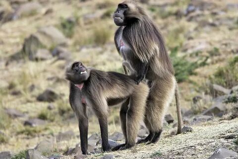 Gelada Baboons Mating Photograph by M. Watson Fine Art Ameri