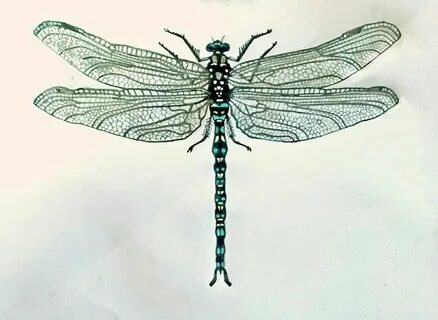 Dragonfly Pencil drawing By Christina Allatt Dragonfly insec