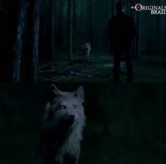 Werewolf Hope Mikaelson Nina dobrev vampire diaries, Klaus t