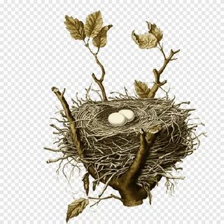 καφέ φωλιά πουλιού, φωλιά πουλιού House Sparrow Birds, Nests