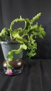 A curly leaved epiphytic cactus. Monstrose variant of the ep