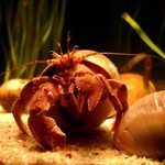 How to Tell How Old Your Hermit Crab Is eHow Hermit crab, He