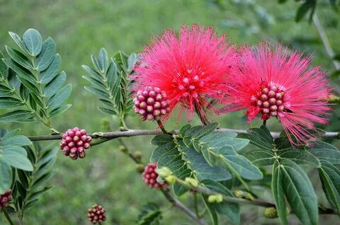 Pink Powder Puff Plant II Calliandra haematocephala Photogra