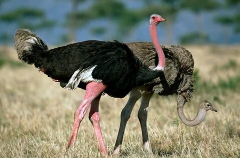 World’s Biggest Birds Are Stellar Dads and Unusual Lovers Os