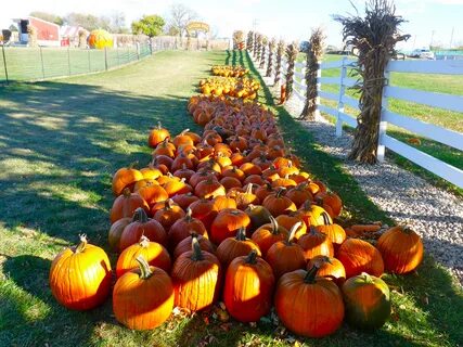 Free Images : flower, produce, autumn, pumpkin, halloween, s