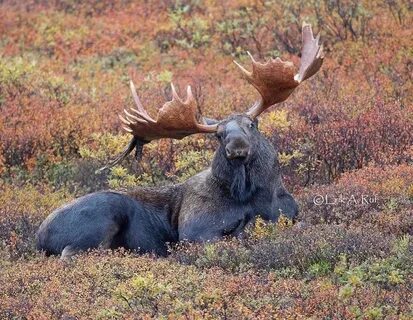 #MOOSE MONDAY!! Via @rufcountryimages --- Moose Monday: Its 